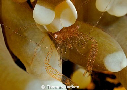 found in Lembeh; D200 by Thomas Lueken 